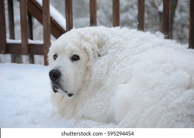 Great Pyrenees In Snow