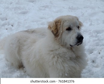 Great Pyrenees In Snow