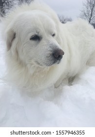 Great Pyrenees Standing In Snow