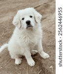 Great Pyrenees White Puppy in Dirt