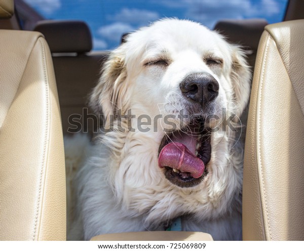 Great\
pyrenees yawning in the back seat of the\
car.