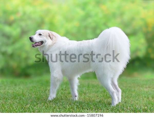 素顔の青年のピレネーの若い犬 大きな白い犬が緑の芝生の上に立っていて 背景に濃い生垣がぼやけている 立ち 左を指し 犬の笑みを浮かべている の写真素材 今すぐ編集 素顔の青年のピレネーの若い犬 大きな白い犬が緑の芝生の上に立っていて 背景に濃い生垣がぼやけている 立ち 左を指し 犬の笑みを浮かべている の写真素材 今すぐ編集