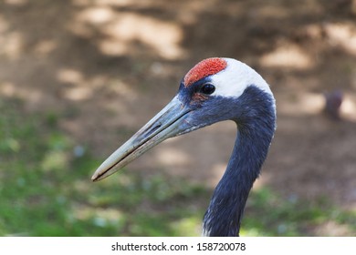 163 Great red headed heron Images, Stock Photos & Vectors | Shutterstock