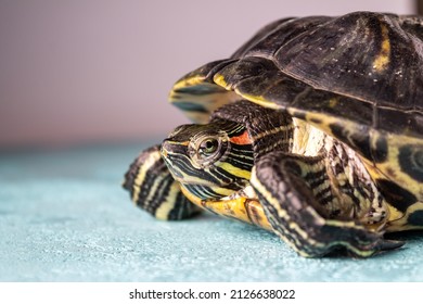 351 Long tail turtle Images, Stock Photos & Vectors | Shutterstock