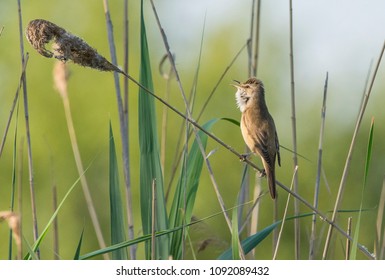 Great Reed Warbler