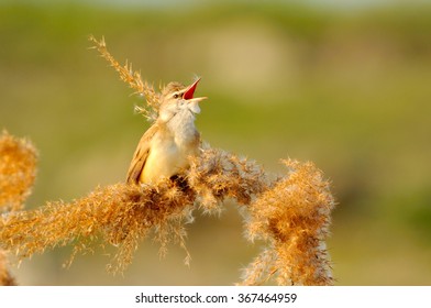 Great Reed Warbler