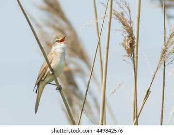 Great Reed Warbler