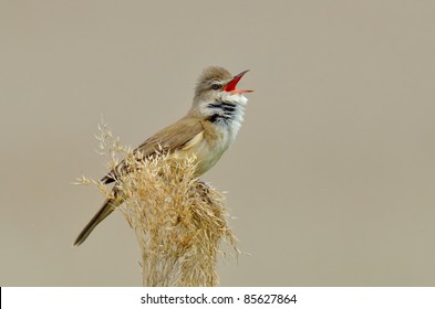  Great Reed Warbler