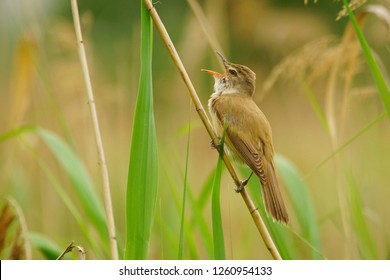 Great Reed-Warbler / Acrocephalus arundinaceus