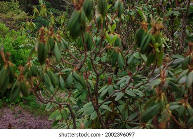 Rhododendron Leaves High Res Stock Images Shutterstock