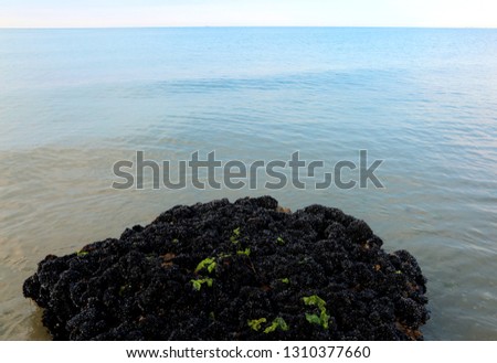 great rock covered by thousands of black mussels on the sea