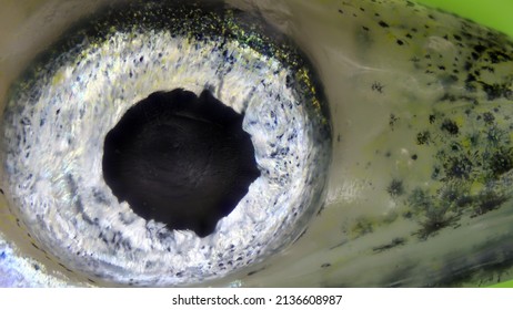 The Great Sand Eel (Hyperoplus Lanceolatus) Under The Microscope