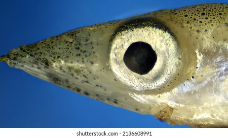 The Great Sand Eel (Hyperoplus Lanceolatus) Under The Microscope