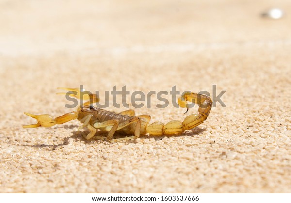 a great scorpion posing\
as a model
