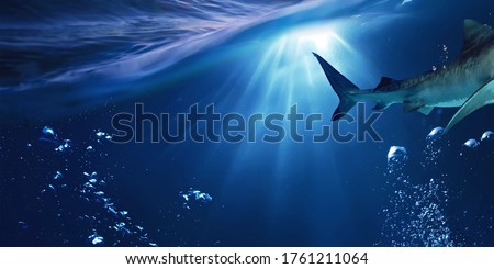 Great shark. Bubbles in the water. Undersea world . Rays of light