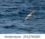 Great shearwater, Puffinus gravis, Single bird in flight, Off the Scilly Isles, UK, August 2024