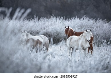 Great Siberian Horses In The Pasture,West Siberia, Altai Mountains.Herd Of Altai Free Grazing Adult Equines  Of Various Colors And A Foal In Autumn Morning Among The Grass In Snow-White Hoarfrost. 