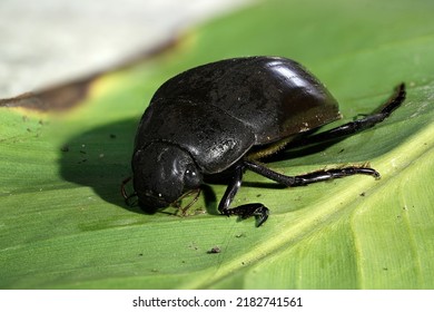  Great Silver Water Beetle (Hydrophilus Piceus )  Focus Stacking