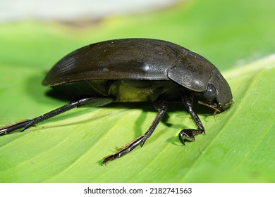  Great Silver Water Beetle (Hydrophilus Piceus )  Focus Stacking