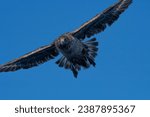 Great Skua, aerial assault, blue sky