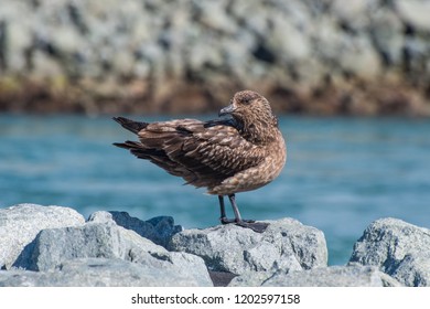 The Great Skua (Stercorarius Skua) Is A Large Seabird In The Skua Family Stercorariidae