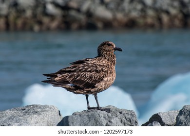 The Great Skua (Stercorarius Skua) Is A Large Seabird In The Skua Family Stercorariidae