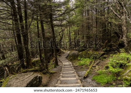 Great Smokey Mountains National Park, North Carolina, USA - May 29, 2024: Hiking trails in the Smokey Mountains are huge tourist attraction. This park is the most visited in USA. 