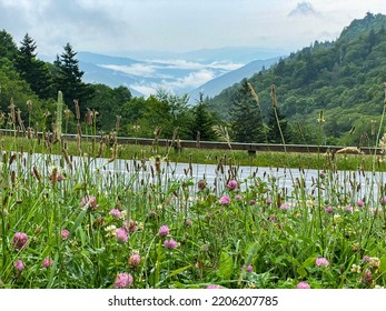 Great Smoky Mountain National Park In Tennessee. Wildflowers And Panoramic View Of Foggy Mountains Along Highway 441, Main Driving Route Through Park. Sugarland Mountain, Newfound Gap, Chimney Top.