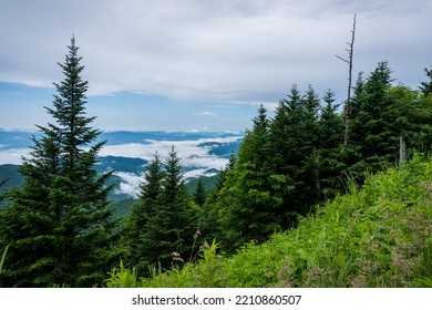 Great Smoky Mountain National Park. Foggy, Cloudy Mountain Views From Clingmans Dome - Highest Point In Park, Tennessee, And Appalachian Trail. Spruce-fir Forest Is Coniferous Rainforest.