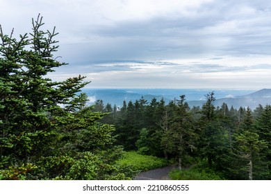 Great Smoky Mountain National Park. Foggy, Cloudy Mountain Views From Clingmans Dome - Highest Point In Park, Tennessee, And Appalachian Trail. Spruce-fir Forest Is Coniferous Rainforest.