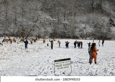 GREAT SMOKY MOUNTAINS NATIONAL PARK, DECEMBER 26, 2020. People Ignore Signs And Approach Grazing Wildlife In Field.