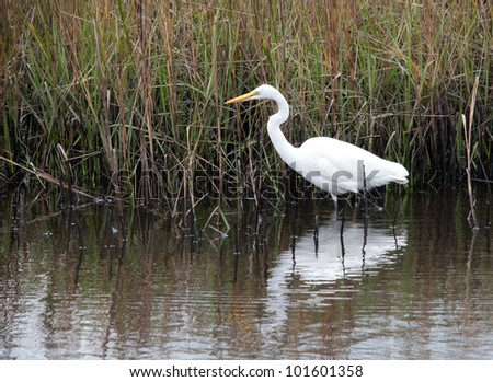 Great Egret On Prowl >> Great Snowy Egret Prowls Food South Stock Photo Edit Now 101601358 Great Egret On Prowl >> Great Snowy Egret Prowls Food South Stock Photo Edit Now 101601358