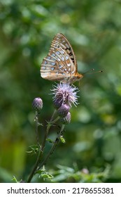 Great Spangled Fritillary Atop Purple Flower In A Pennsylvania State Park