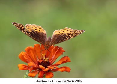 Great Spangled Fritillary Brush Footed Butterfly