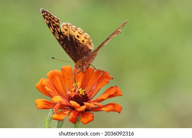 Great Spangled Fritillary Brush Footed Butterfly