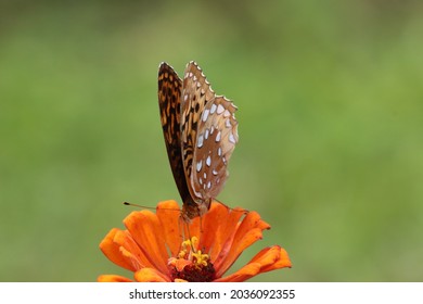 Great Spangled Fritillary Brush Footed Butterfly