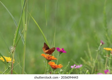 Great Spangled Fritillary Brush Footed Butterfly