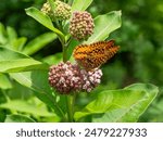 Great spangled fritillary butterflies, Speyeria cybele, on common milkweed, Asclepias syriaca. Focus on the butterfly in the foreground with his wings closed. New River SP, NC, June 2024.