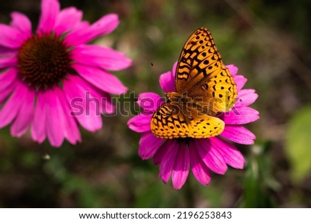 A Great Spangled Fritillary butterfly pollinates a pink echinacea coneflower in the Adirondack Mountains of Upstate New York.