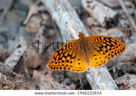 Great Spangled Fritillary on the ground among leaves