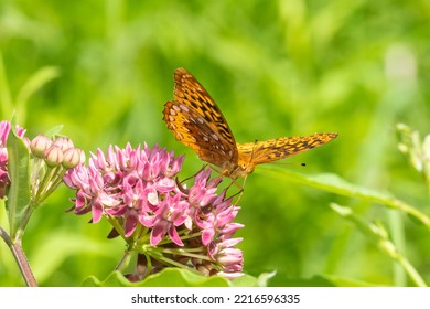 Great Spangled Fritillary On Purple Milkweed