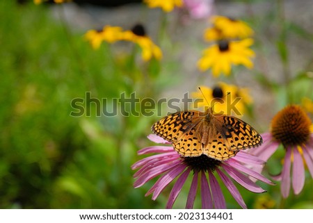 Great spangled fritillary (Speyeria cybele) butterfly atop a purple coneflower with negative space for copy