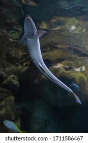 Great Specimen Of Suckerfish With Suction Cup Attached To Aquarium Glass Echeneidae Carangiformes Remora