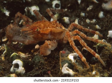 Great Spider Crab On Gravel Sea Bed