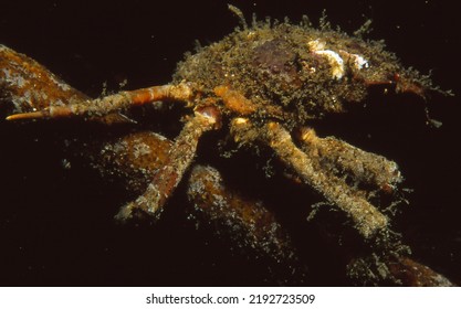 Great Spider Crab On Kelp Stem