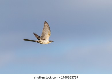 Great Spotted Cuckoo  Flying In South Of France