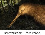 Great Spotted kiwi, Apteryx haasti, New Zealand