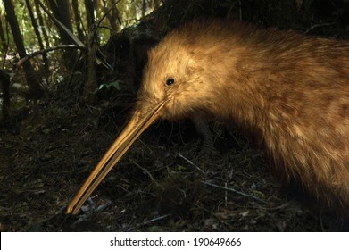 Great Spotted Kiwi, Apteryx Haasti, New Zealand