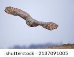 Great Spotted Owl Bubo virginianus also known as the Tiger Owl in flight low over the landscape.