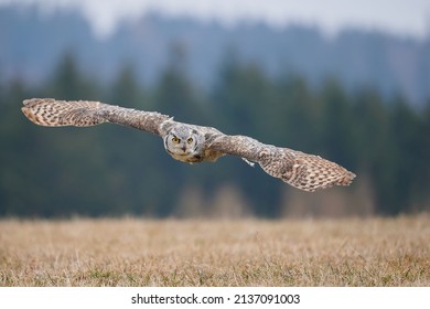 Great Spotted Owl Bubo Virginianus Also Known As The Tiger Owl In Flight Low Over The Landscape.